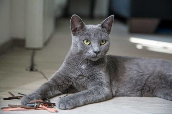 a gray cat laying down on the floor