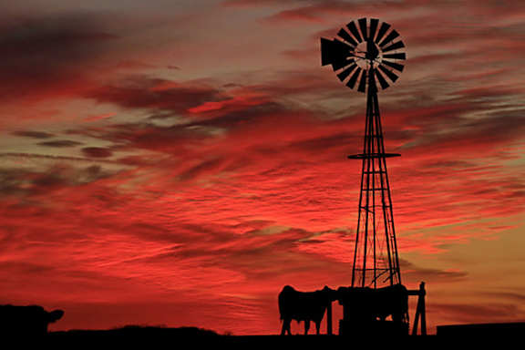 A windmill stands tall with two cows in front of it.