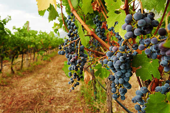 A bunch of grapes hanging from a vine.
