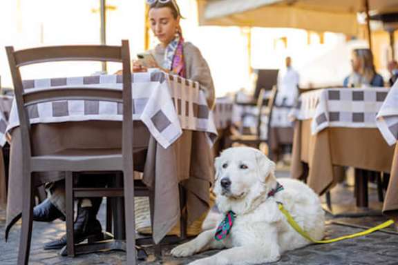 A white dog with a colorful collar is sitting on the ground next to an empty table.