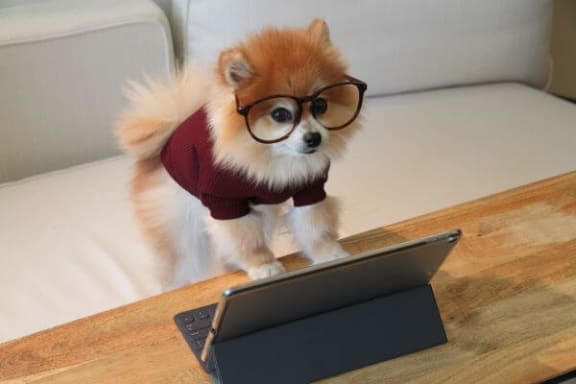 a dog wearing glasses standing on top of a wooden table