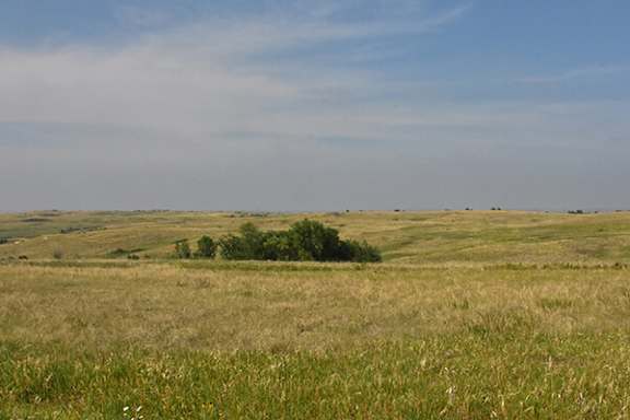 A field of tall grass under a blue sky.