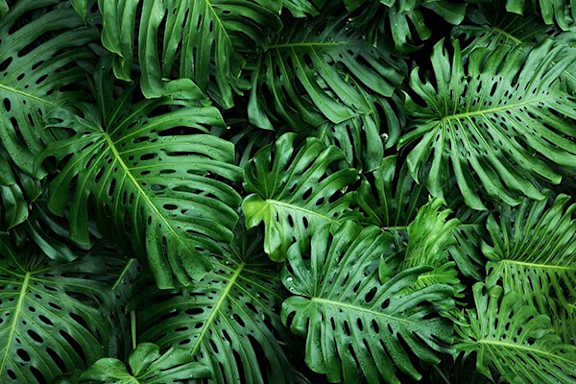 bloody mary plant Philodendron 'Bloody Mary'