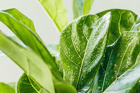 A close up of a green leaf with water droplets on it.