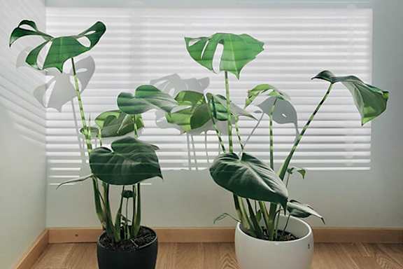 A green leafy plant sits in a white pot on a wooden floor.
