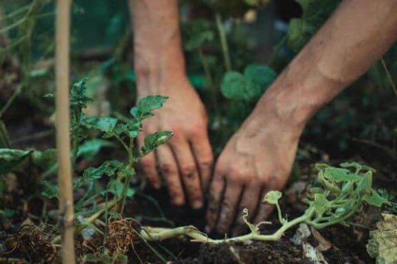 a pair of hands digging in the soil