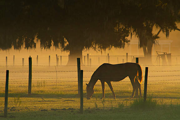 A horse grazing in a field with a fence and trees in the background.