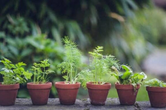a row of clay pots with plants in them