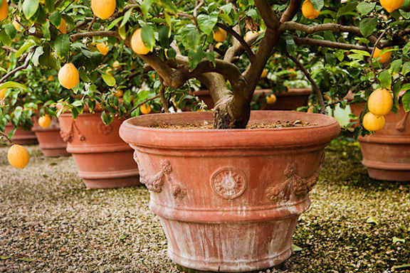 A lemon tree in a pot.