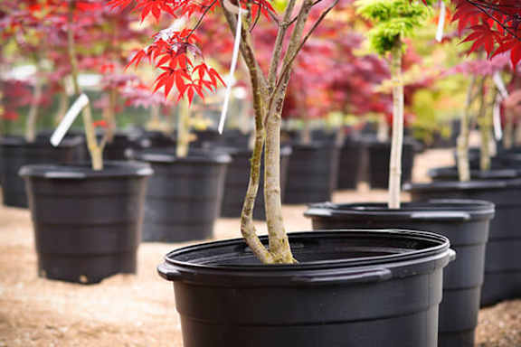 A row of small trees in black pots.