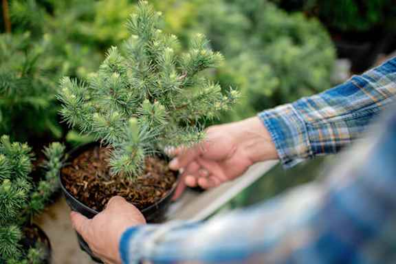 A person is holding a small pine tree in a pot.