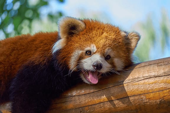 A red panda is licking its nose.