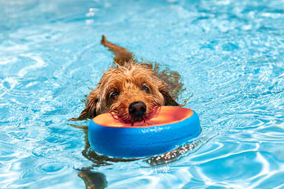 A dog is swimming in a pool with a blue frisbee in its mouth.