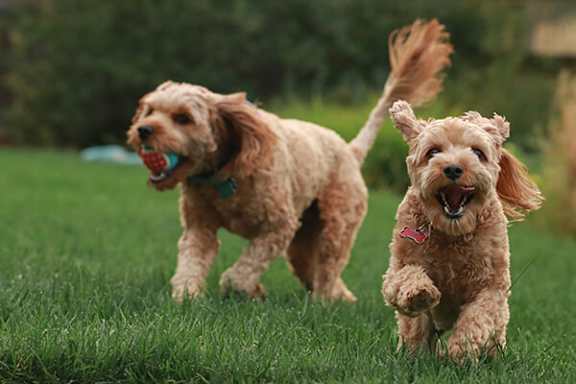 Two poodle dogs playing with a ball in a grassy field.