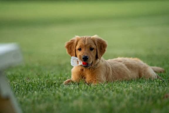 a dog laying in the grass with a toy in its mouth