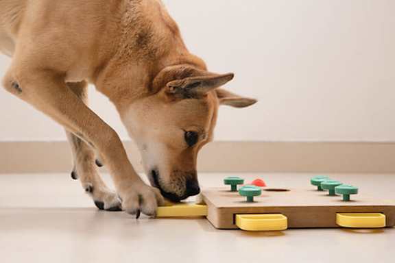 A dog sniffs a toy on a table.