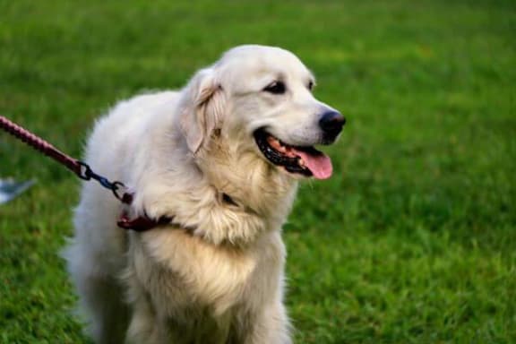 a white dog is on a leash in the grass