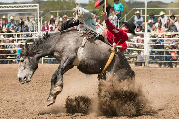 A man in a red shirt is thrown off a bucking horse at a rodeo.