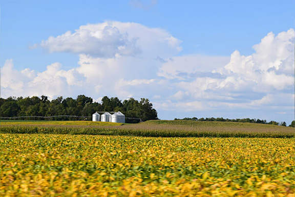 A field of yellow flowers with a white barn in the distance.
