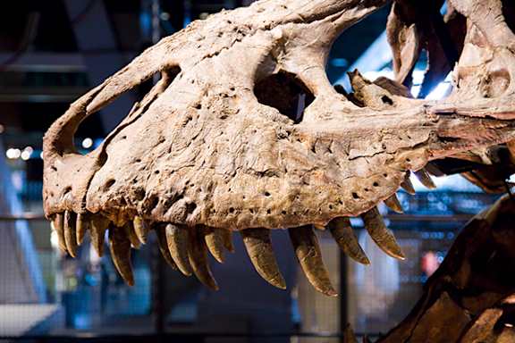 A dinosaur skull with sharp teeth is displayed in a museum.