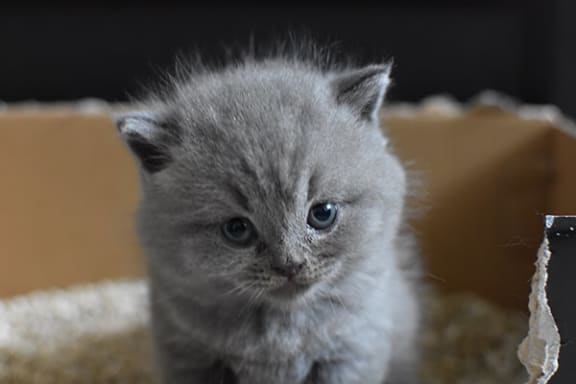 a small grey kitten standing in a cardboard box