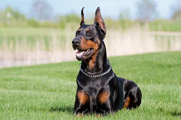 A black and tan Doberman is sitting on the grass.
