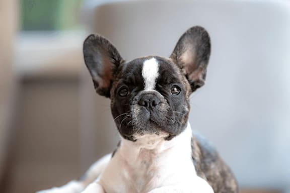 A small dog with black and white fur sits on a white surface.