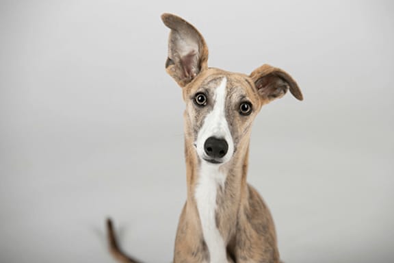 A dog with a white and brown coat is looking directly at the camera.