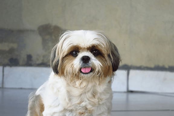 A small dog with a white and brown coat is sitting on a tiled floor.