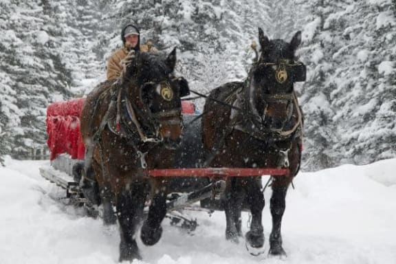 two horses pulling a man on a sleigh in the snow