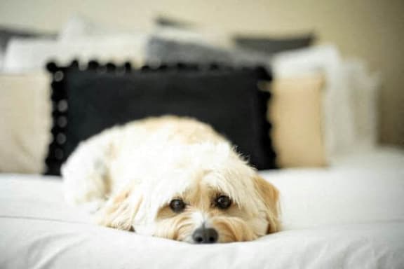 a white dog laying on top of a bed