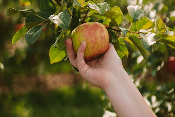 A hand holding a ripe apple with green leaves in the background.