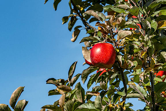 A red apple hanging from a tree with green leaves.