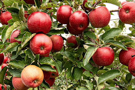 A cluster of red apples on a tree.