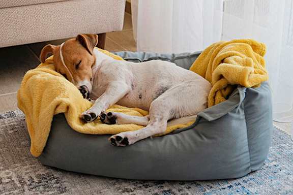 A dog is sleeping on a grey bed with a yellow blanket.