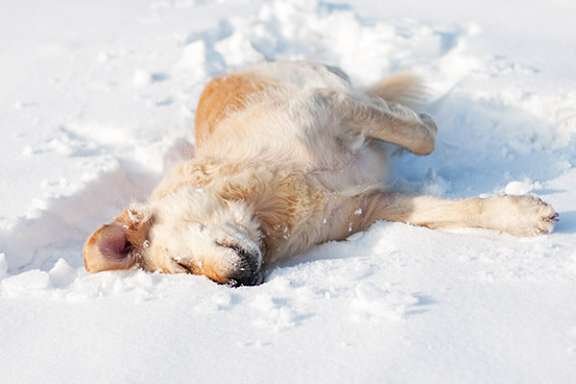 A dog is lying on its back in the snow.