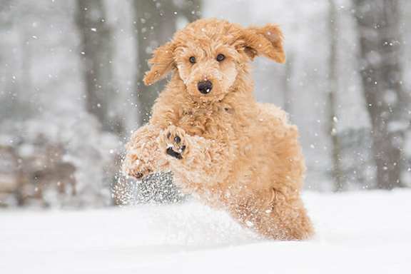 A small brown dog is running through the snow.