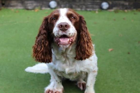 a brown and white dog sitting on the grass