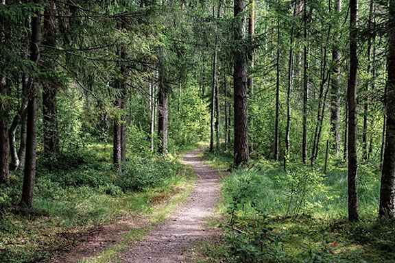 A dirt road leads through a forest of tall trees.