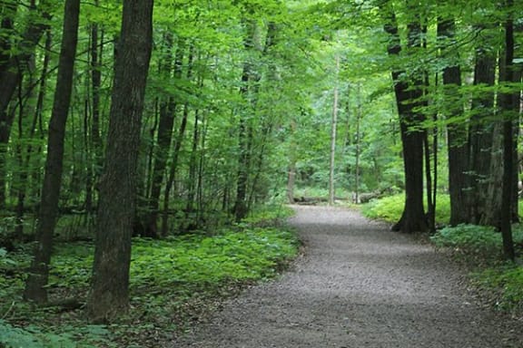 a path through the woods on a trail