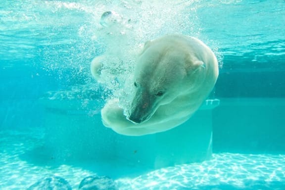 a polar bear swimming in a pool of water