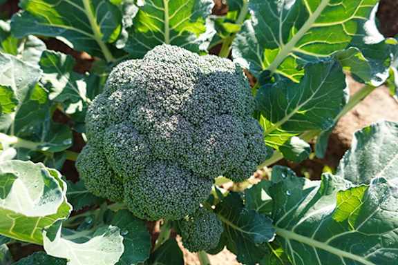 A head of broccoli growing in a garden.