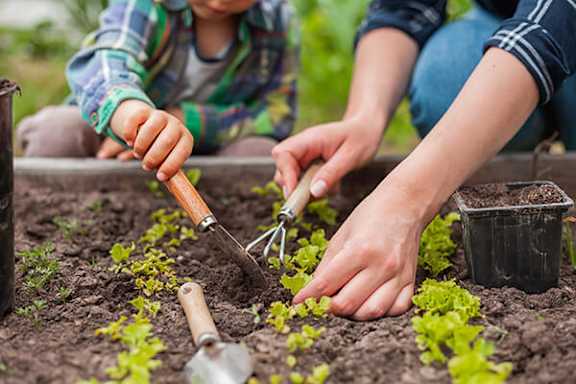 A person is planting seedlings in the garden.