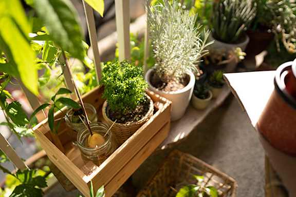 A wooden tray with a green plant in it.