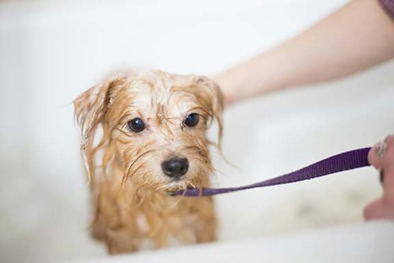 A small brown dog is being held by a purple leash.
