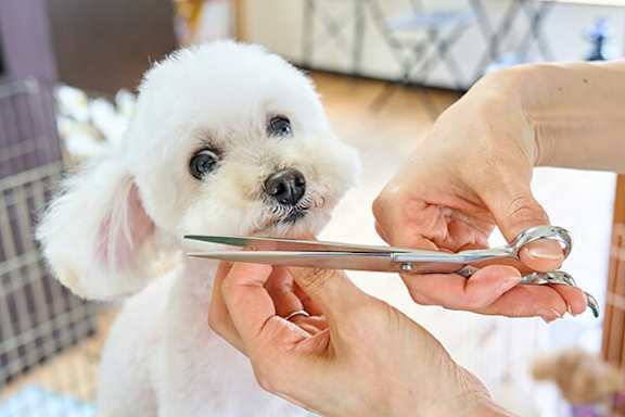 A person is cutting a dog's nails.