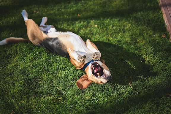 A dog is lying on the grass with its mouth open.