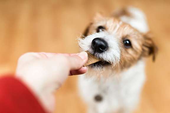 A small dog is being fed a treat by a human hand.