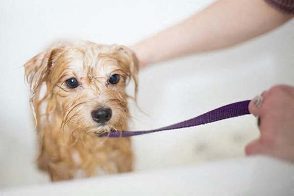 A person is brushing a small brown dog with a purple brush.