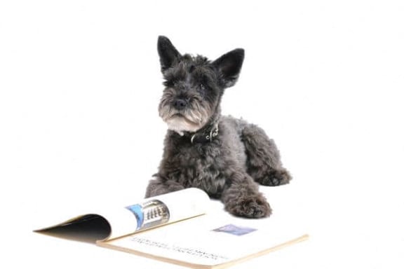 a small black dog sitting next to a book